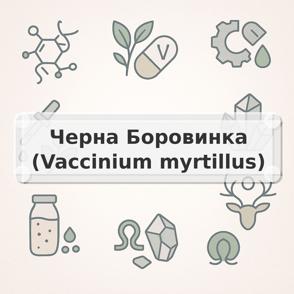 Черна Боровинка (Vaccinium myrtillus)