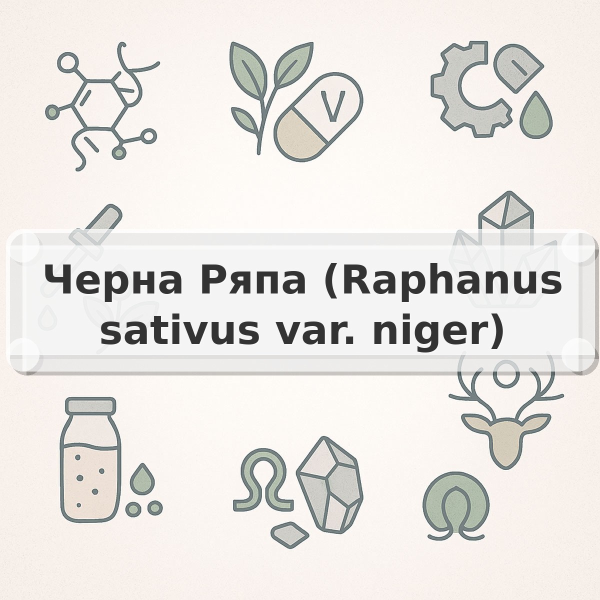 Черна Ряпа (Raphanus sativus var. niger)