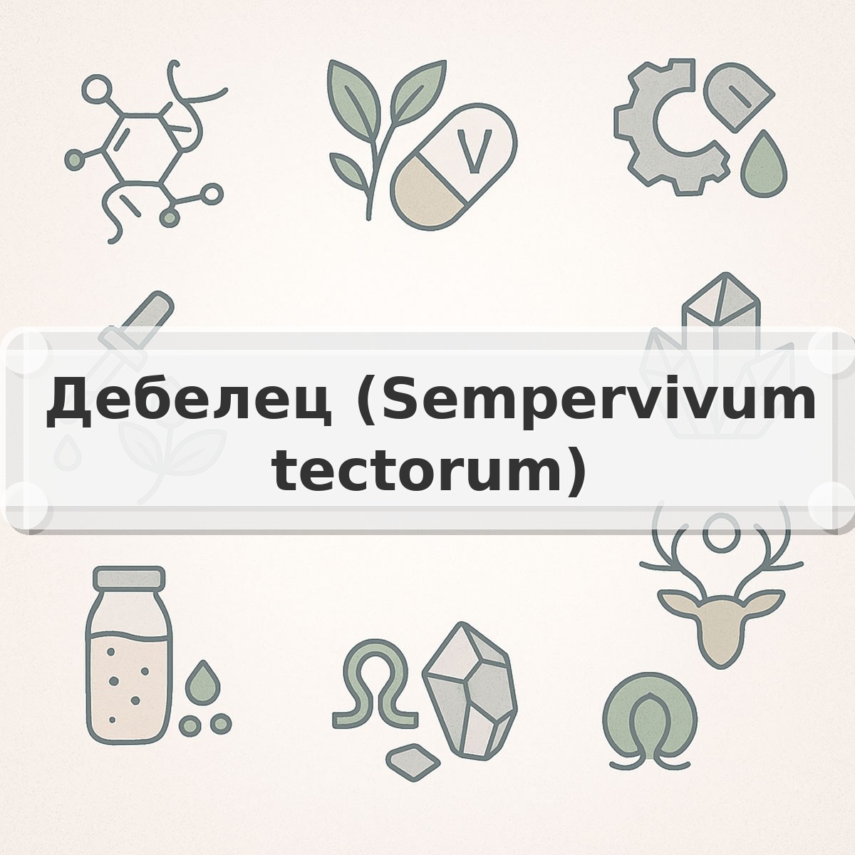Дебелец (Sempervivum tectorum)