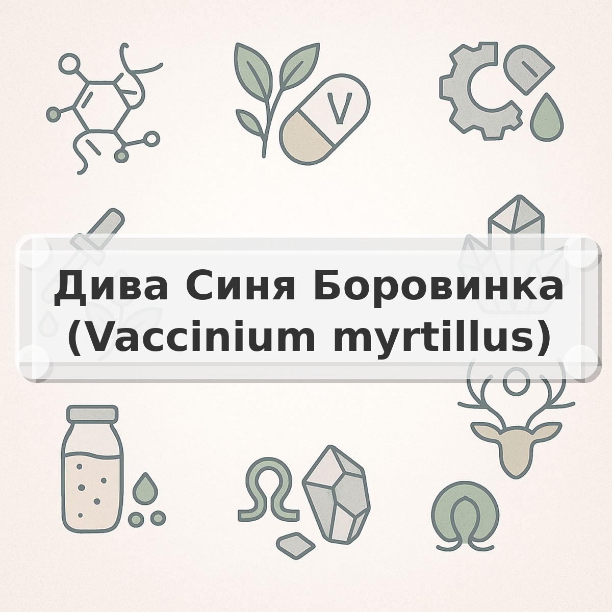 Дива Синя Боровинка (Vaccinium myrtillus)