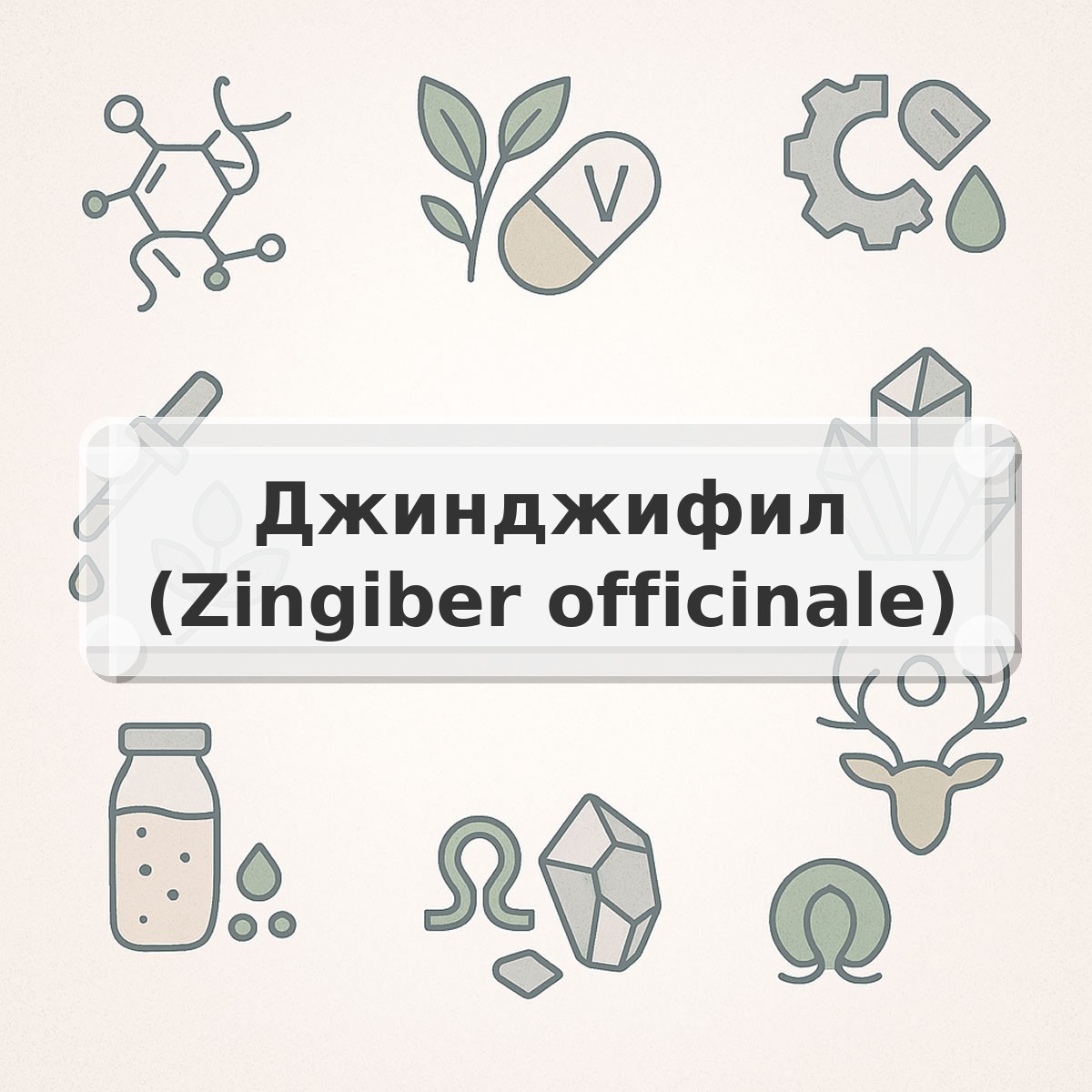Джинджифил (Zingiber officinale)