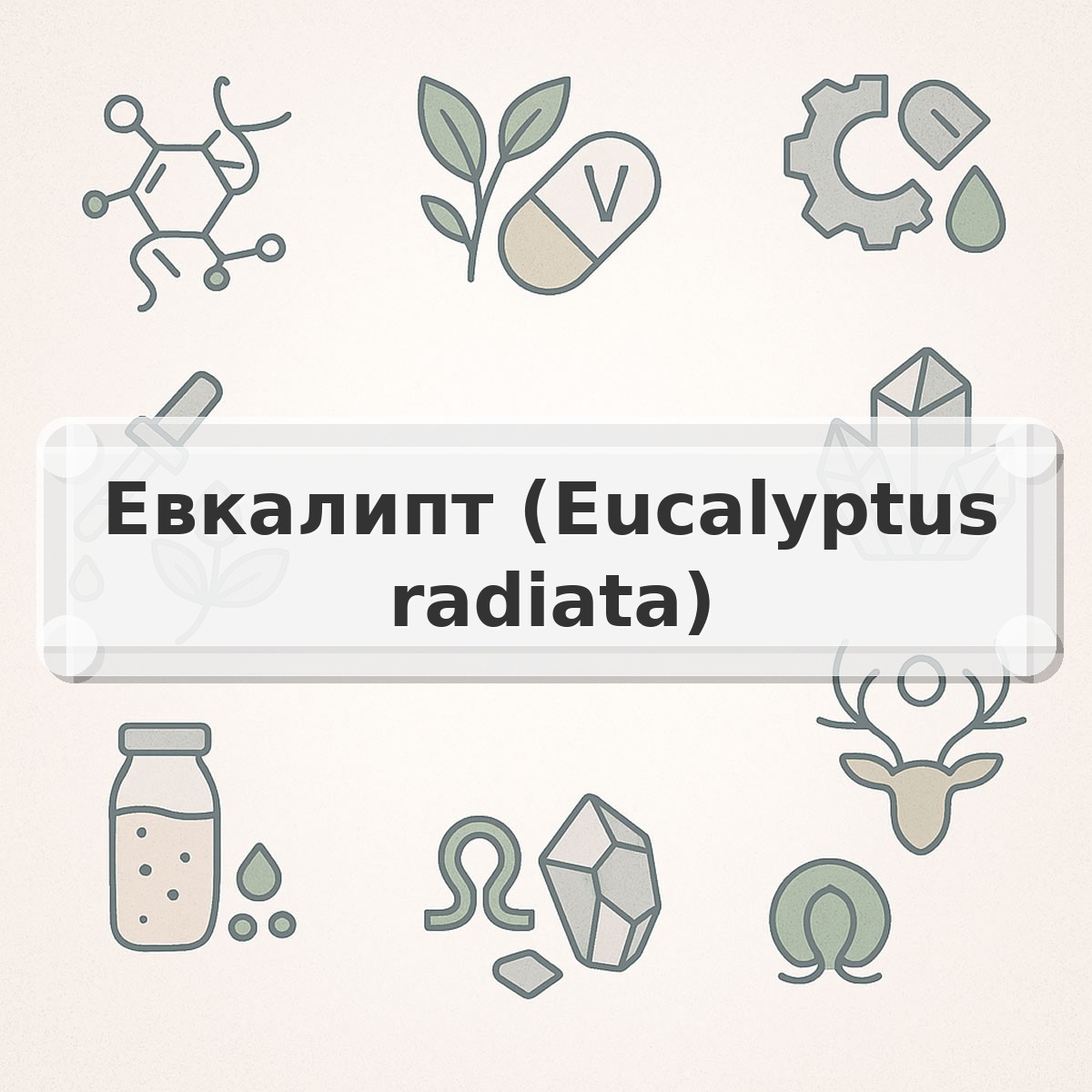 Евкалипт (Eucalyptus radiata)