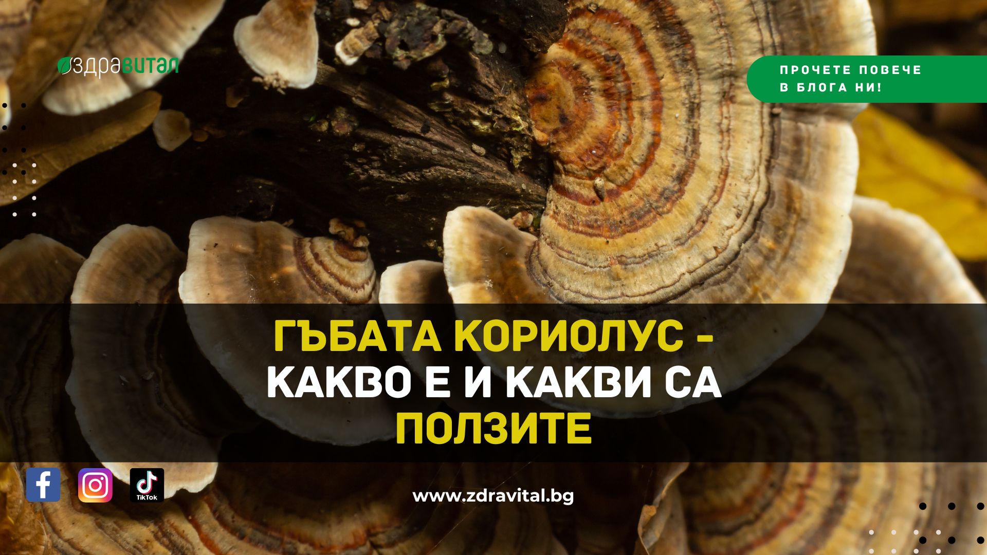 Гъбата Кориолус – Какво е и Какви са Ползите