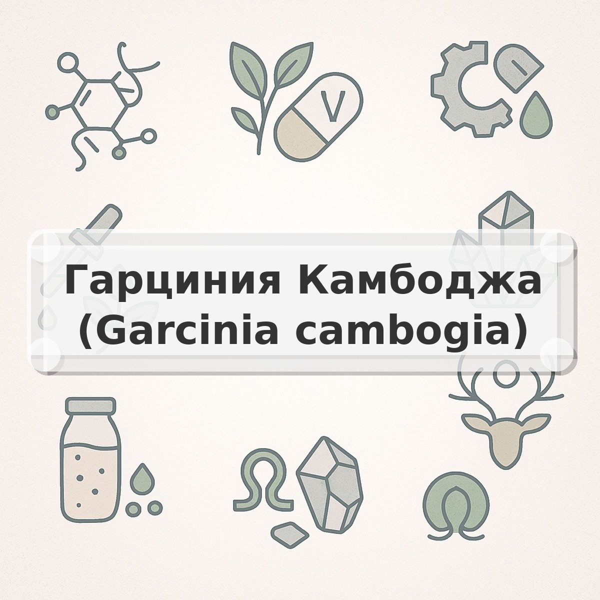 Гарциния Камбоджа (Garcinia cambogia)