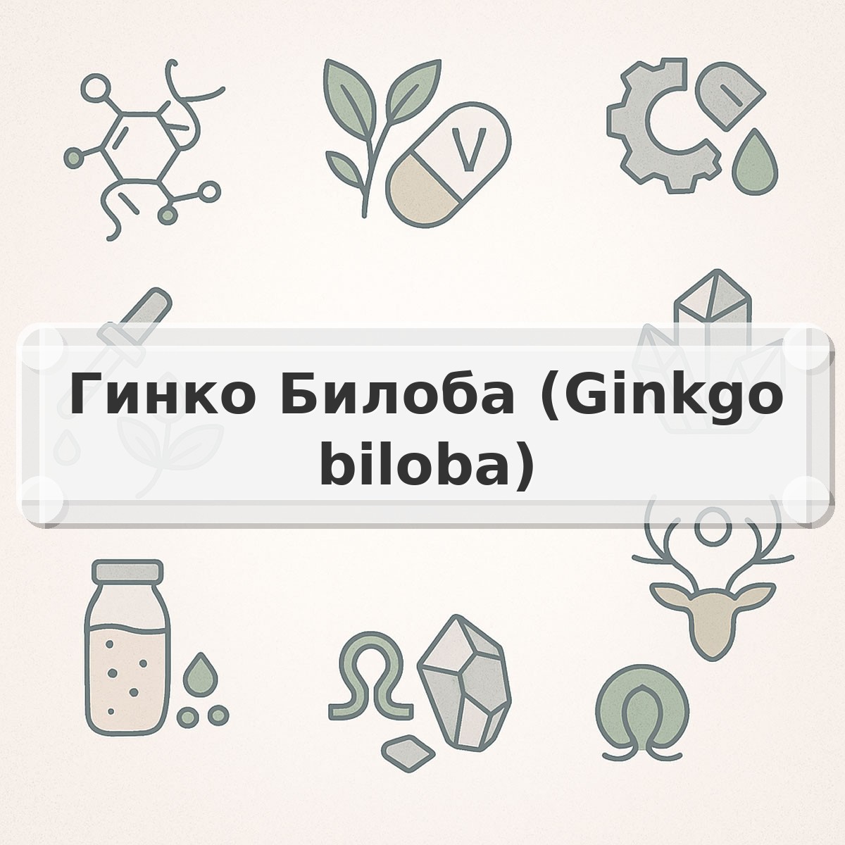 Гинко Билоба (Ginkgo biloba)