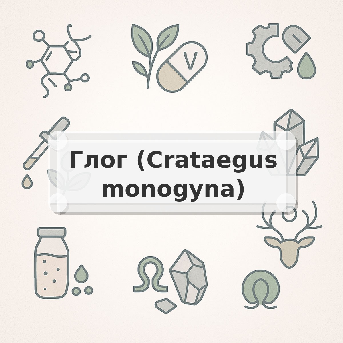 Глог (Crataegus monogyna)