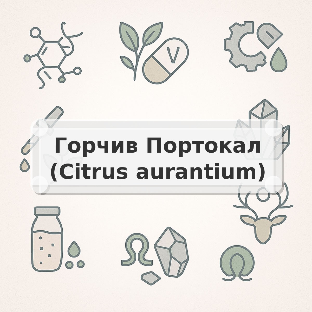 Горчив Портокал (Citrus aurantium)