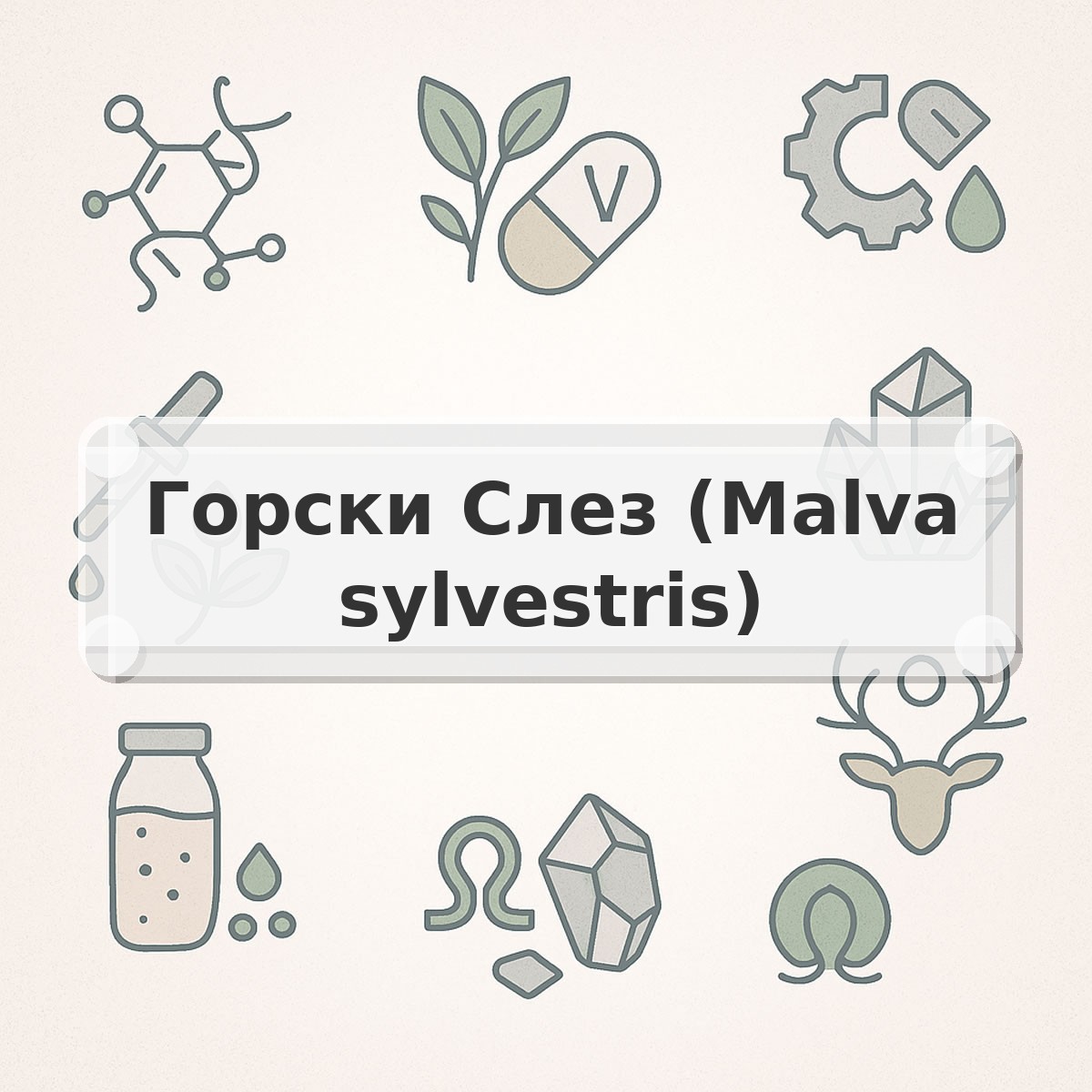 Горски Слез (Malva sylvestris)
