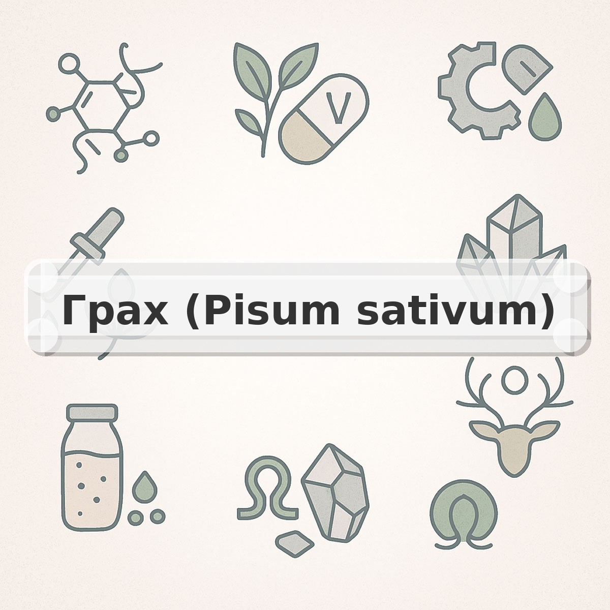 Грах (Pisum sativum)