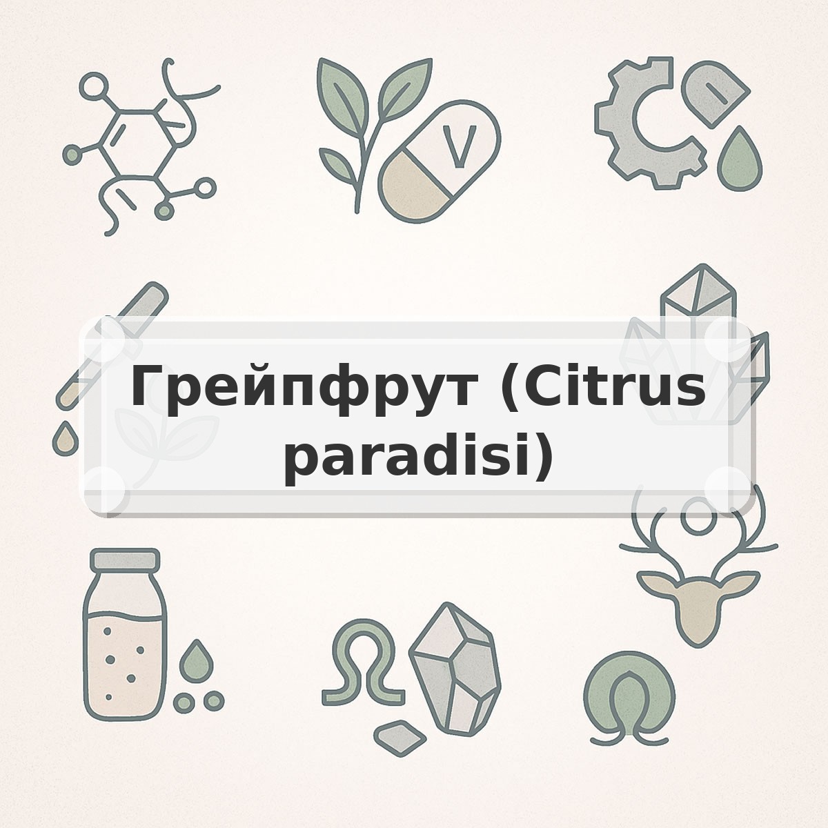 Грейпфрут (Citrus paradisi)