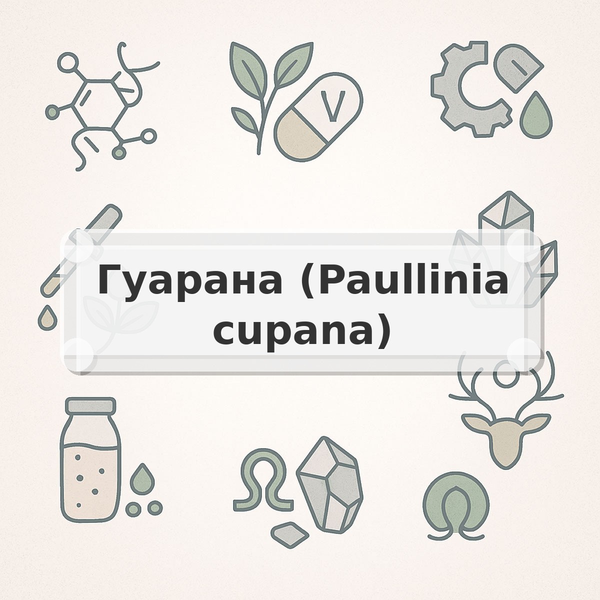 Гуарана (Paullinia cupana)