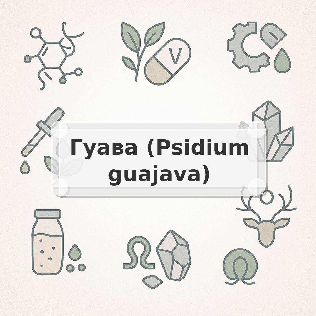 Гуава (Psidium guajava)