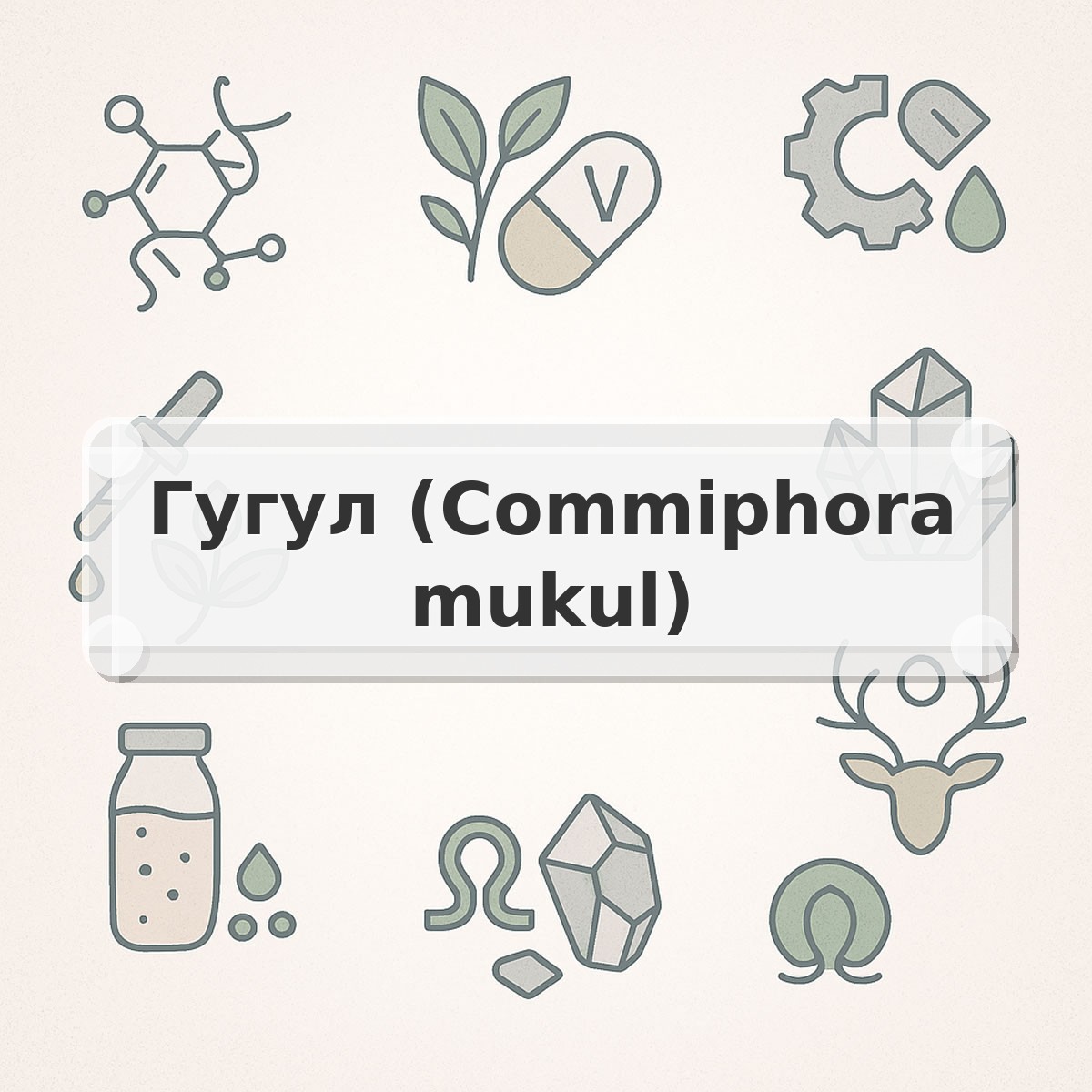 Гугул (Commiphora mukul)