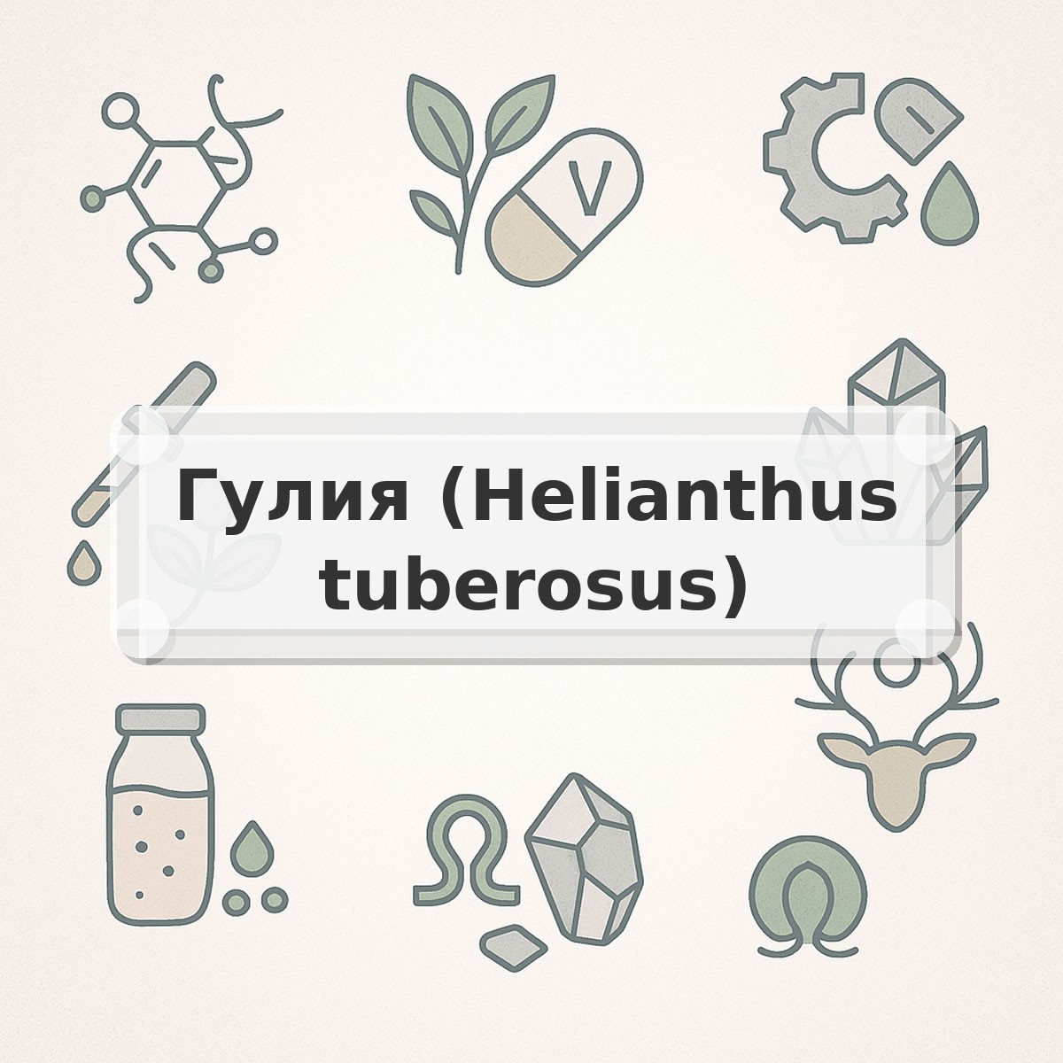Гулия (Helianthus tuberosus)