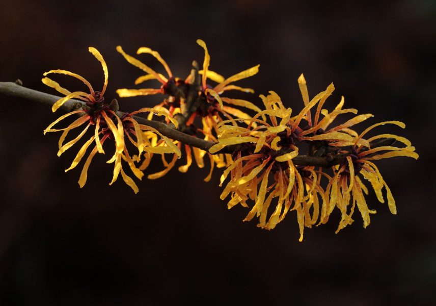 hamamelis
