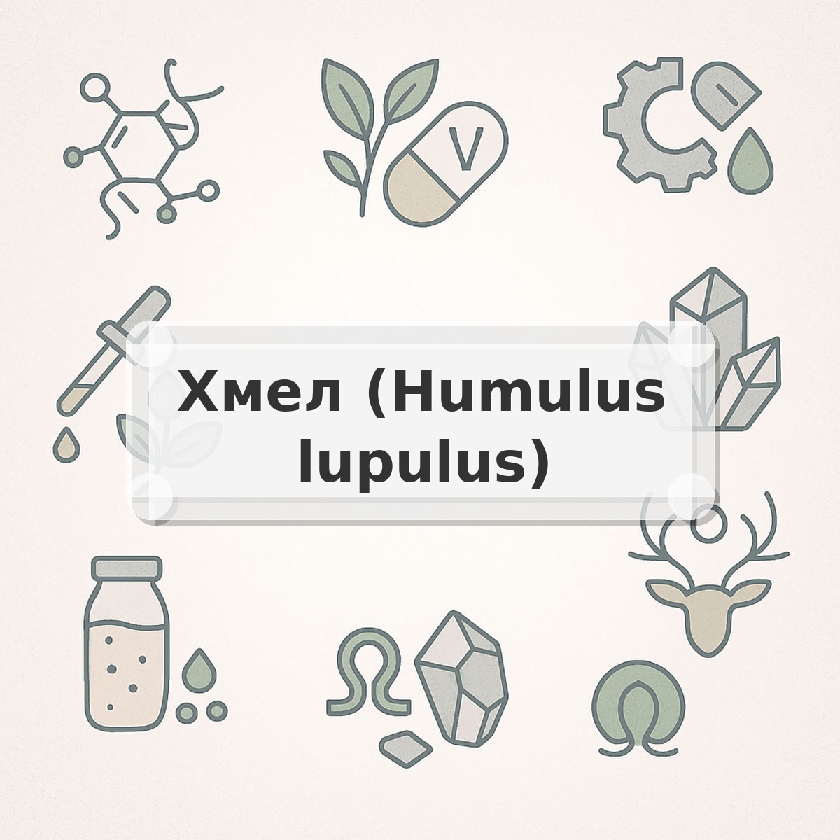 Хмел (Humulus lupulus)