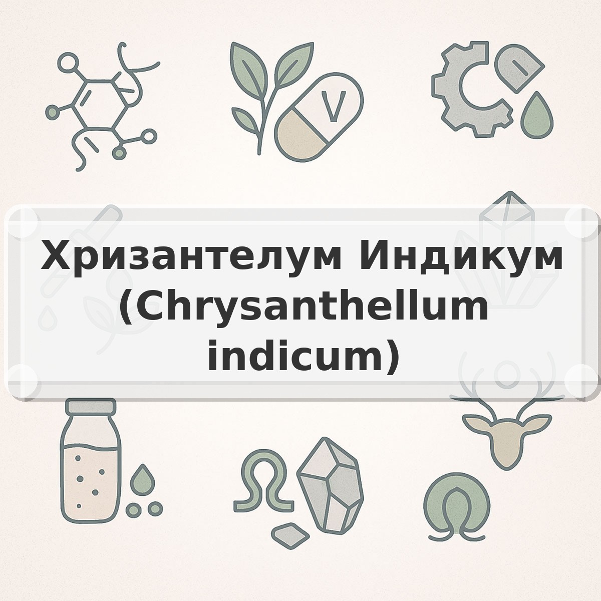 Хризантелум Индикум (Chrysanthellum indicum)