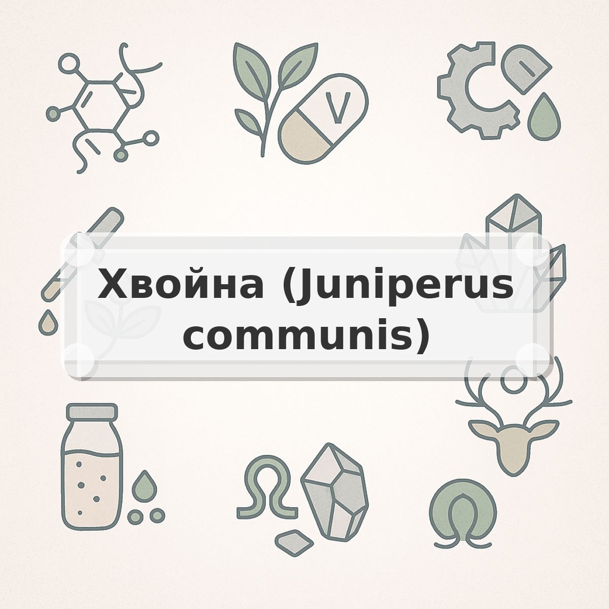 Хвойна (Juniperus communis)