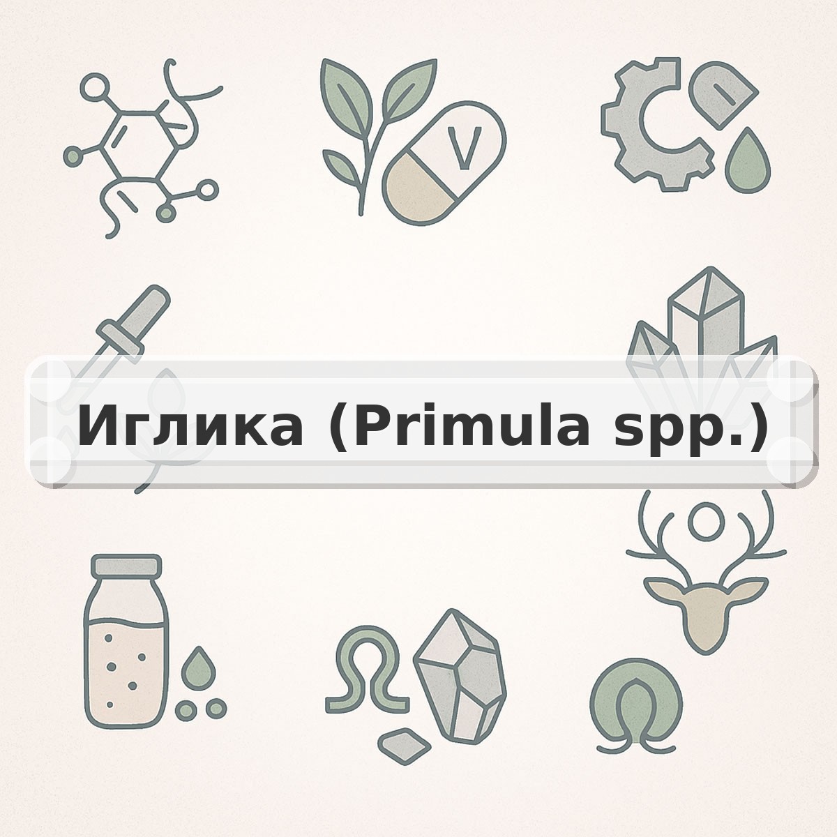 Иглика (Primula spp.)