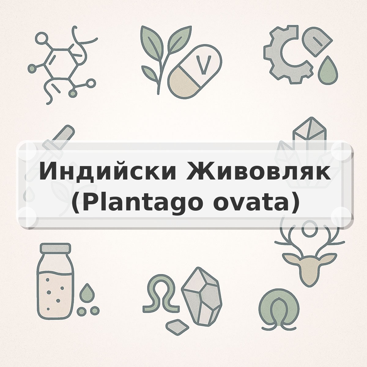 Индийски Живовляк (Plantago ovata)