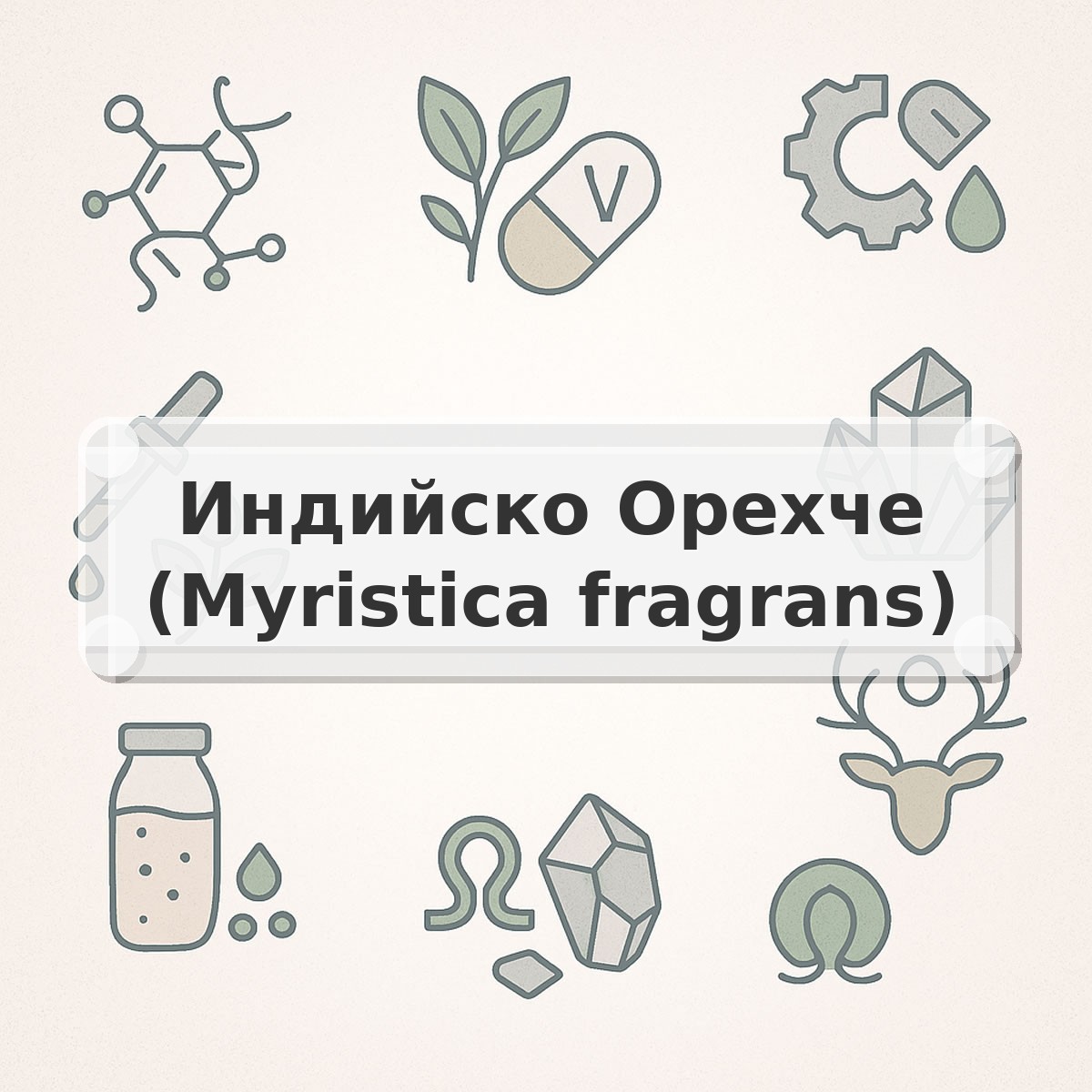 Индийско Орехче (Myristica fragrans)