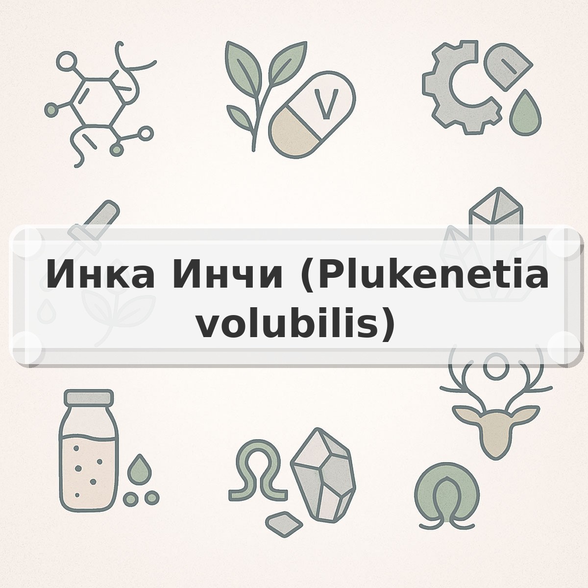 Инка Инчи (Plukenetia volubilis)