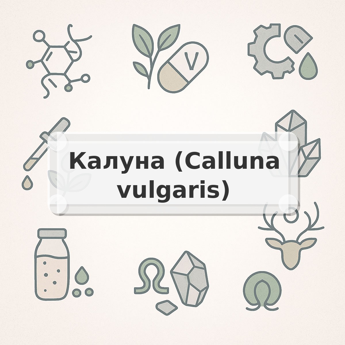Калуна (Calluna vulgaris)