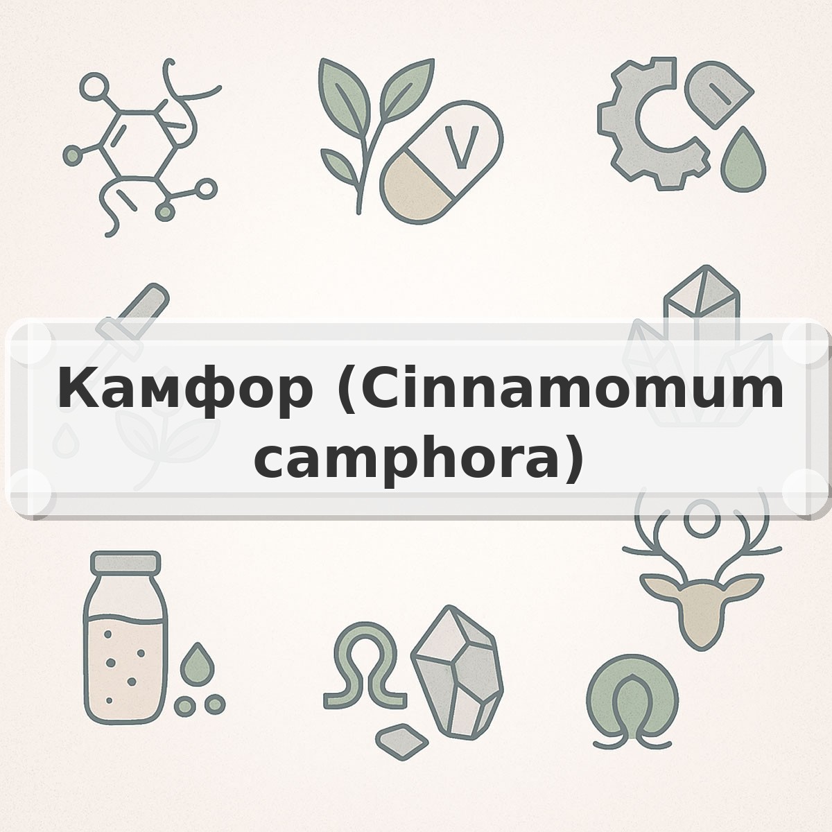 Камфор (Cinnamomum camphora)