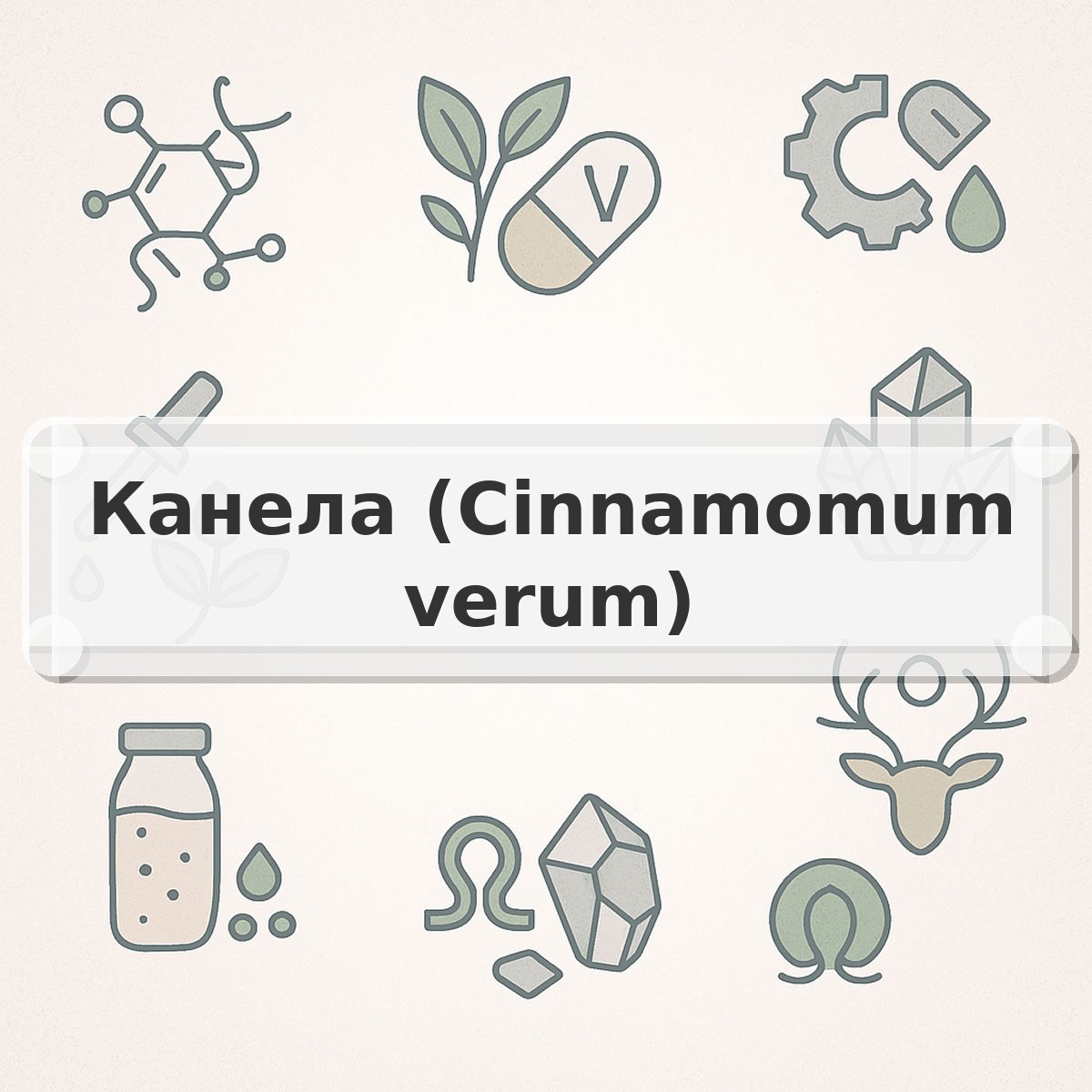 Канела (Cinnamomum verum)