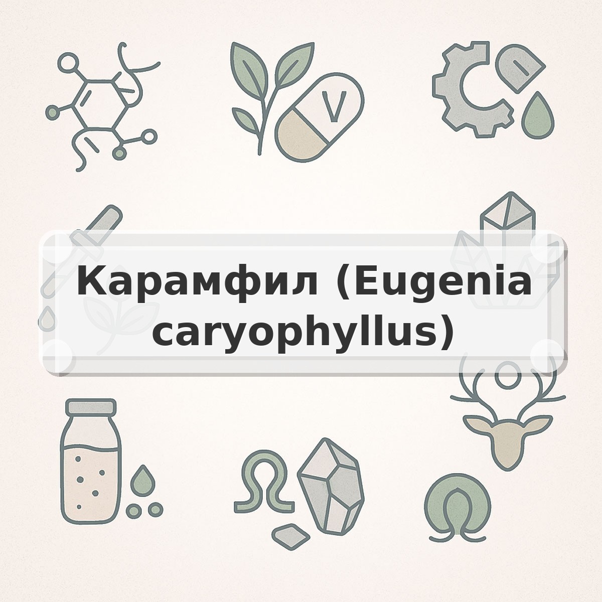 Карамфил (Eugenia caryophyllus)
