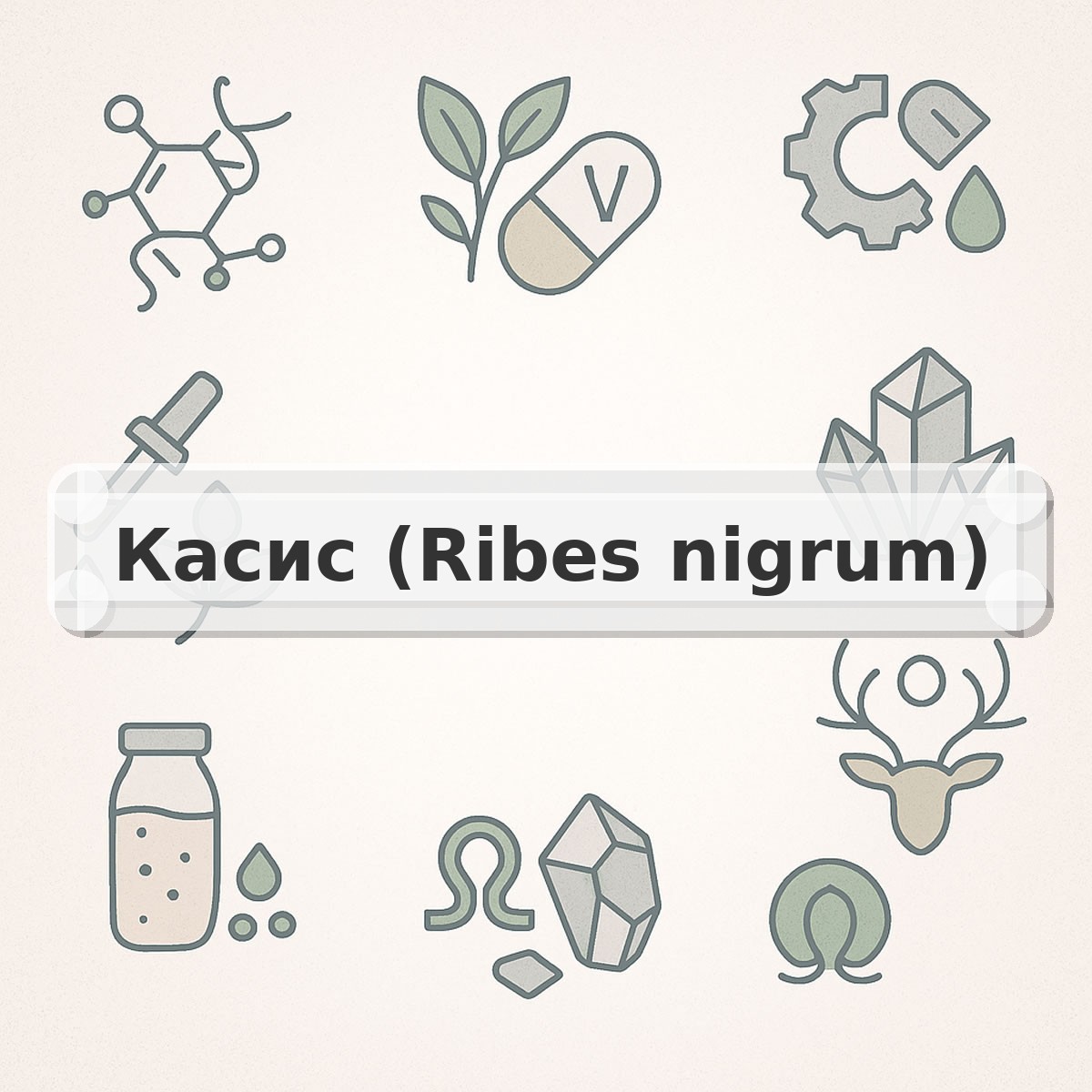 Касис (Ribes nigrum)
