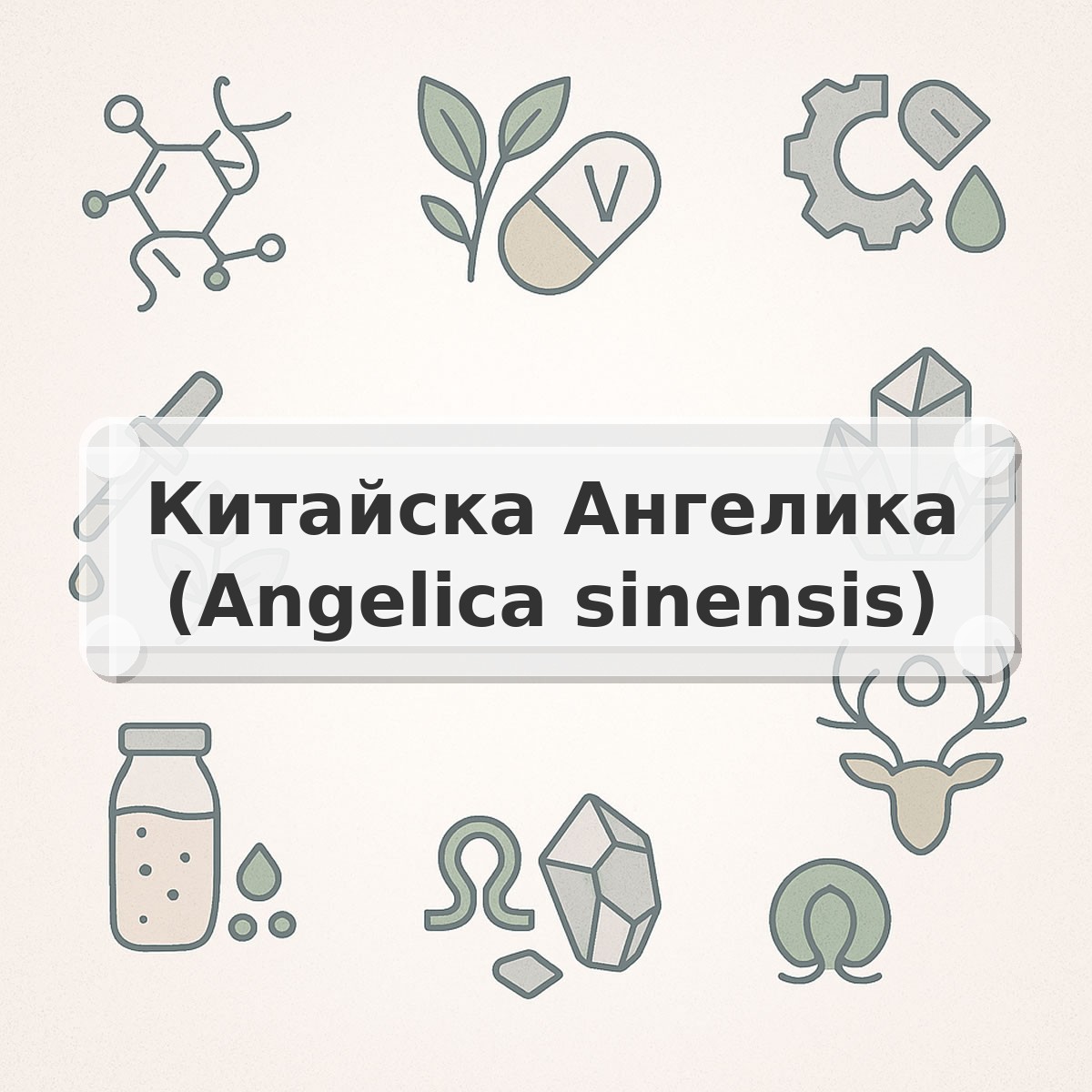 Китайска Ангелика (Angelica sinensis)