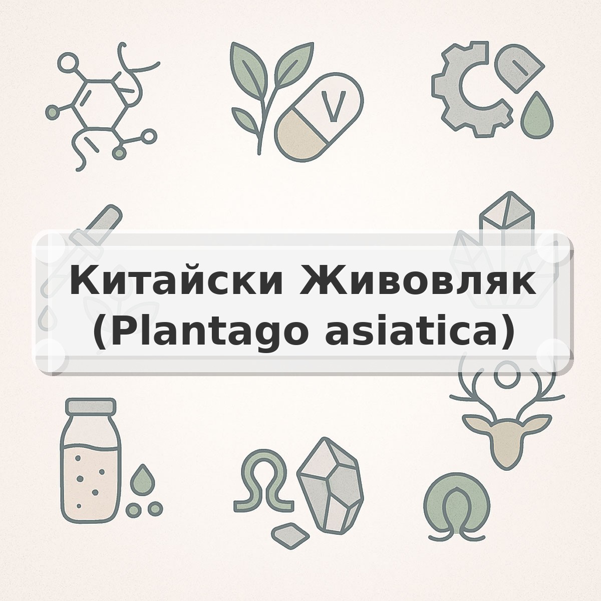 Китайски Живовляк (Plantago asiatica)