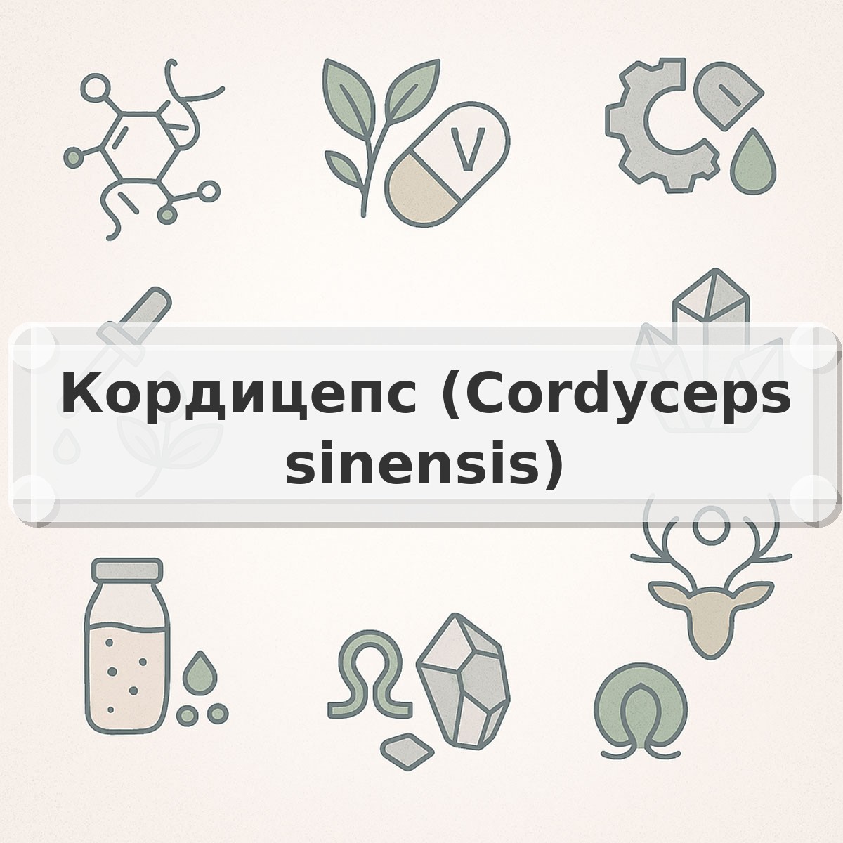 Кордицепс (Cordyceps sinensis)