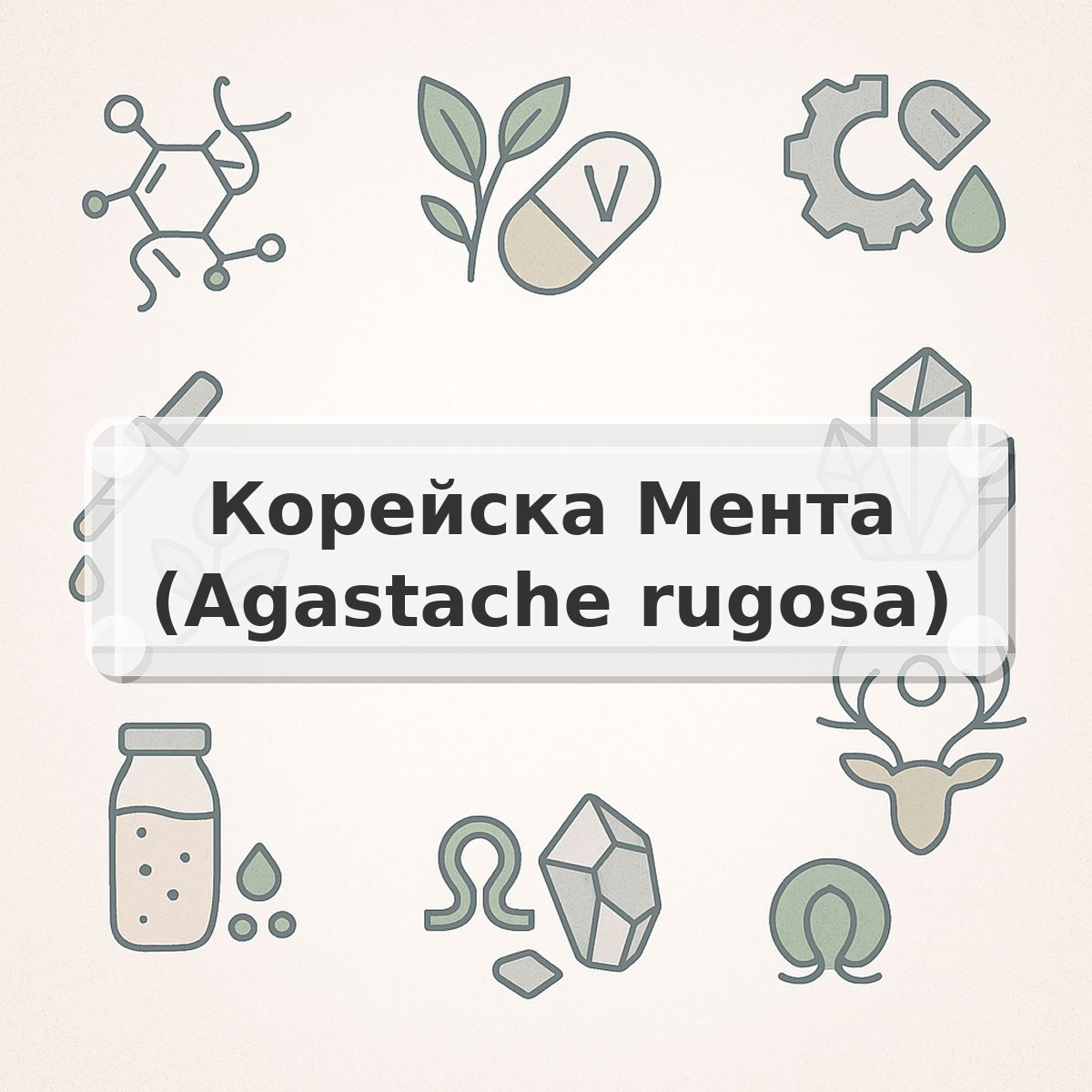 Корейска Мента (Agastache rugosa)