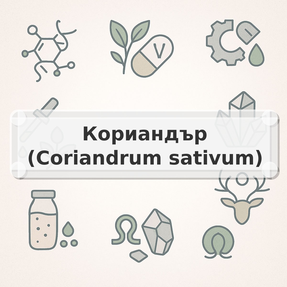Кориандър (Coriandrum sativum)
