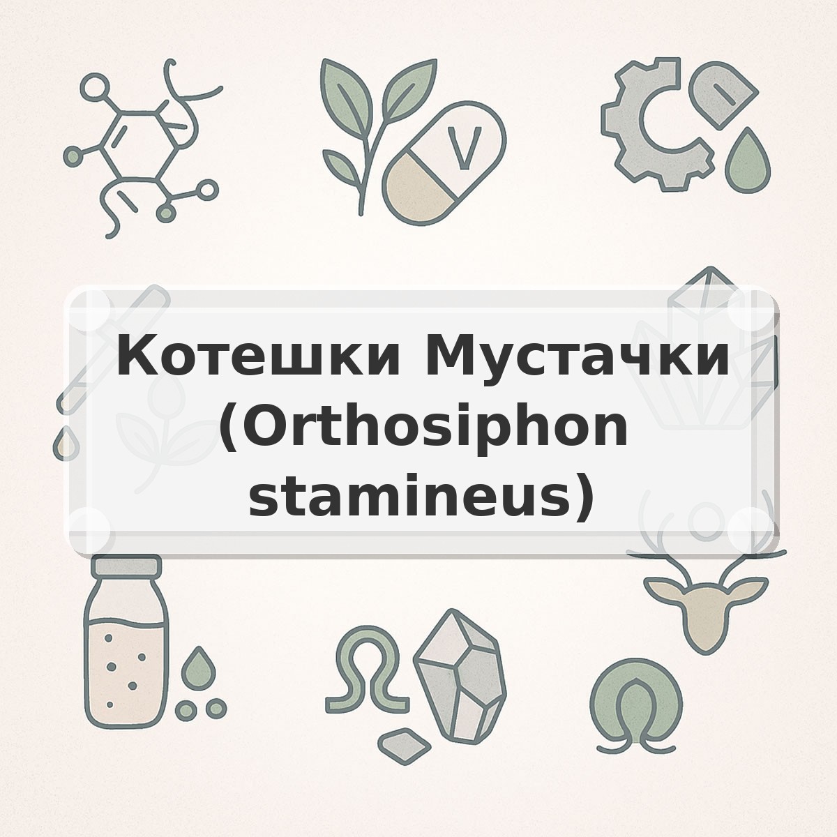 Котешки Мустачки (Orthosiphon stamineus)