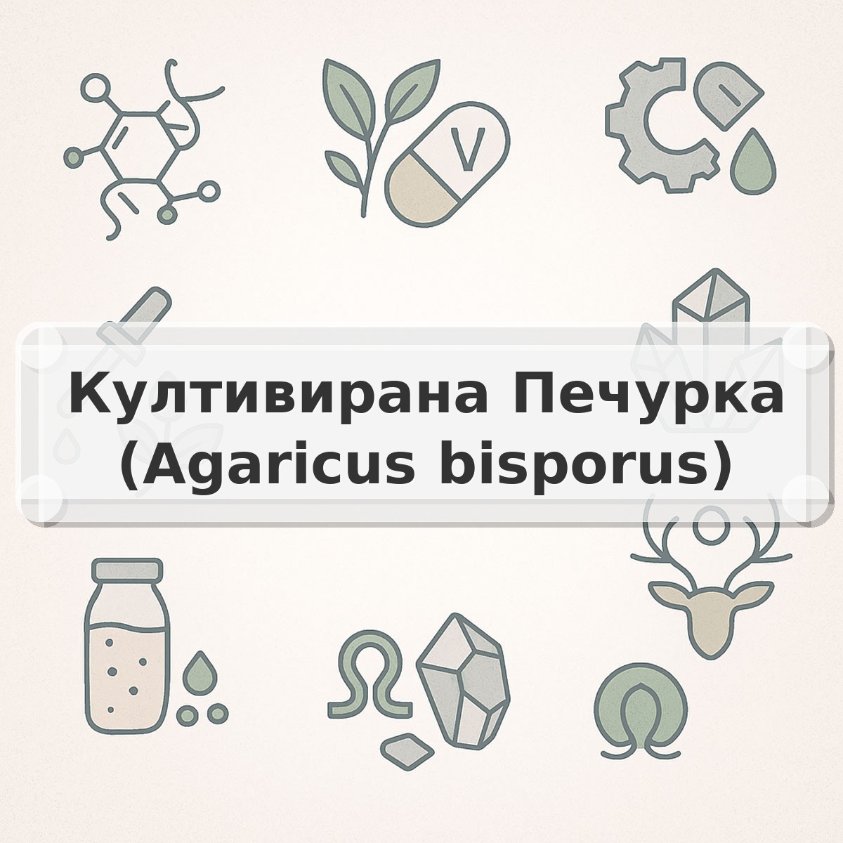 Култивирана Печурка (Agaricus bisporus)