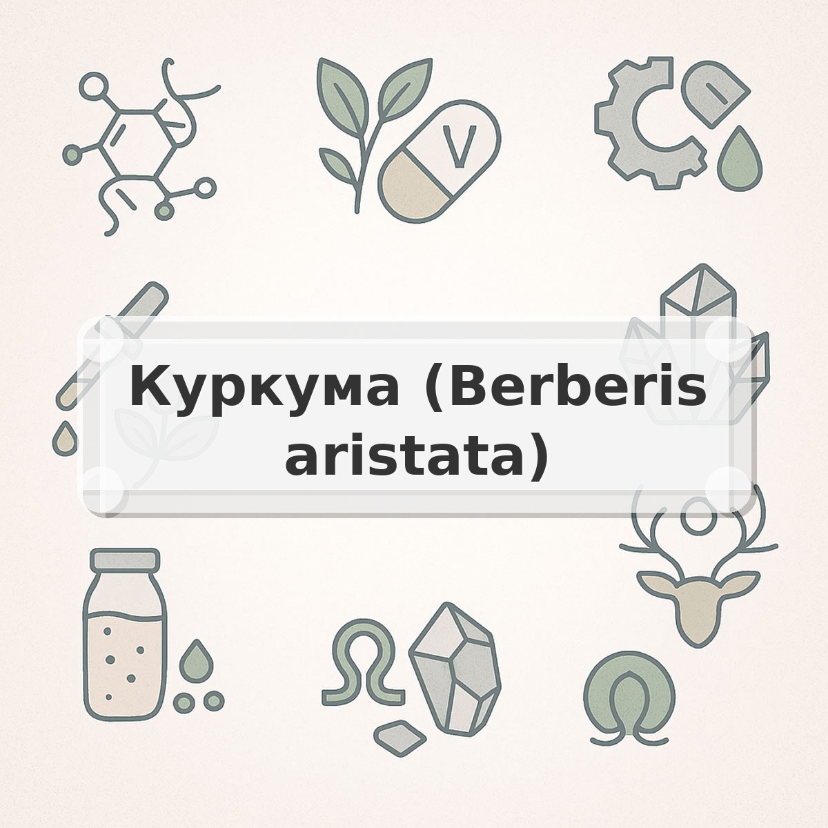 Куркума (Berberis aristata)
