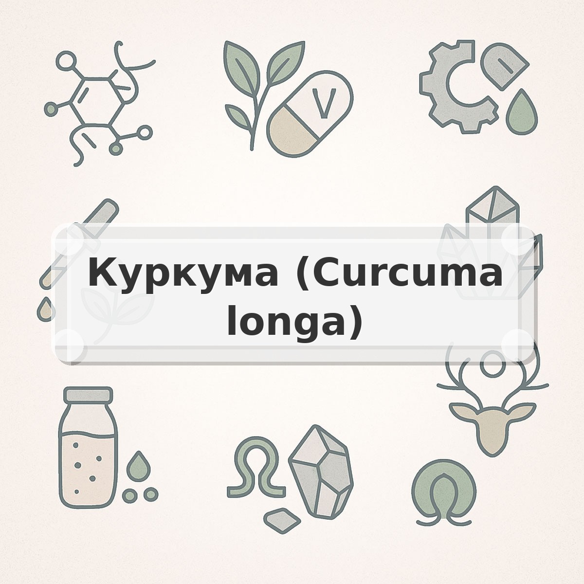Куркума (Curcuma longa)