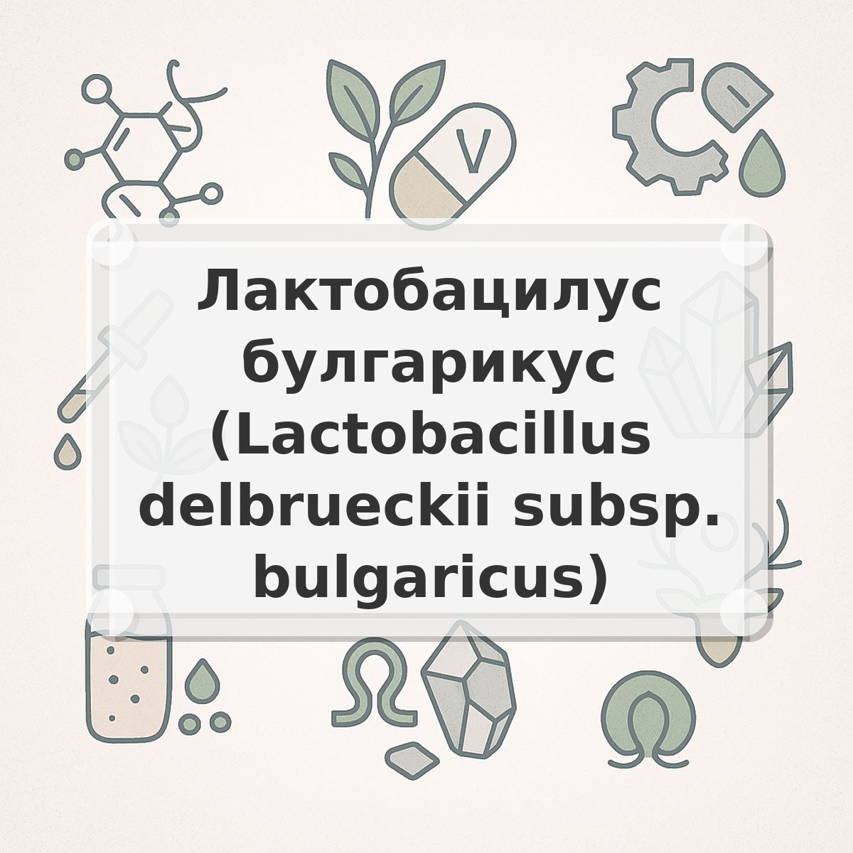 Лактобацилус булгарикус (Lactobacillus delbrueckii subsp. bulgaricus)