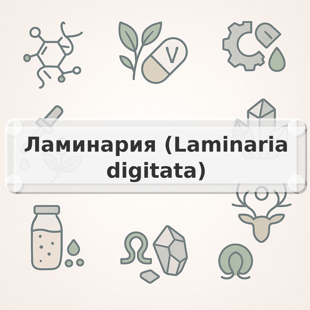 Ламинария (Laminaria digitata)