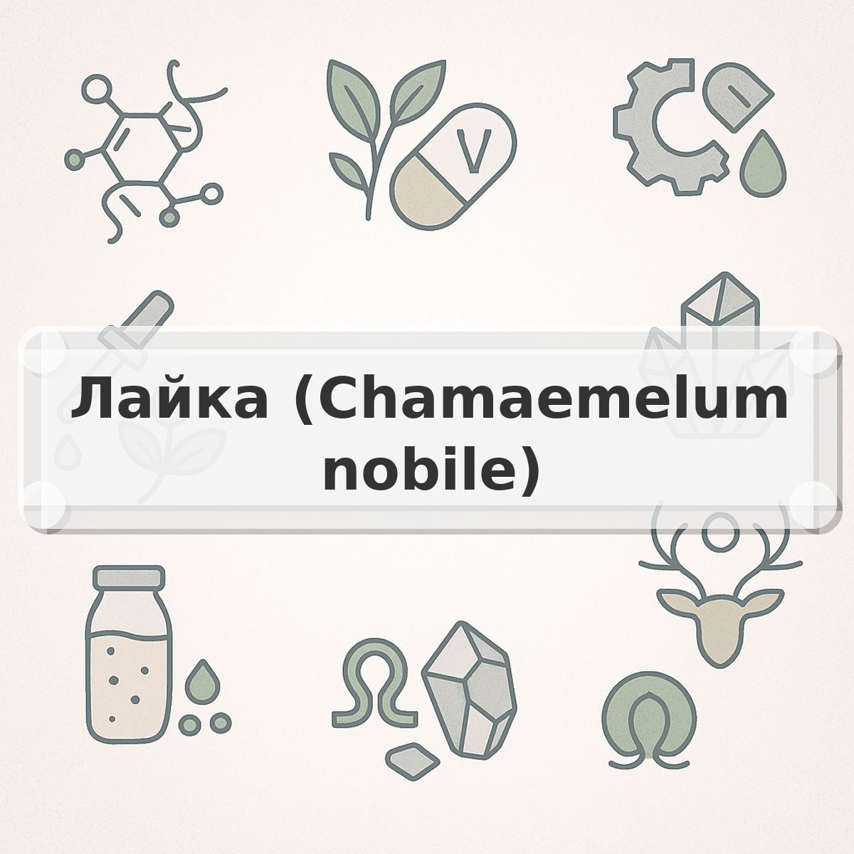 Лайка (Chamaemelum nobile)