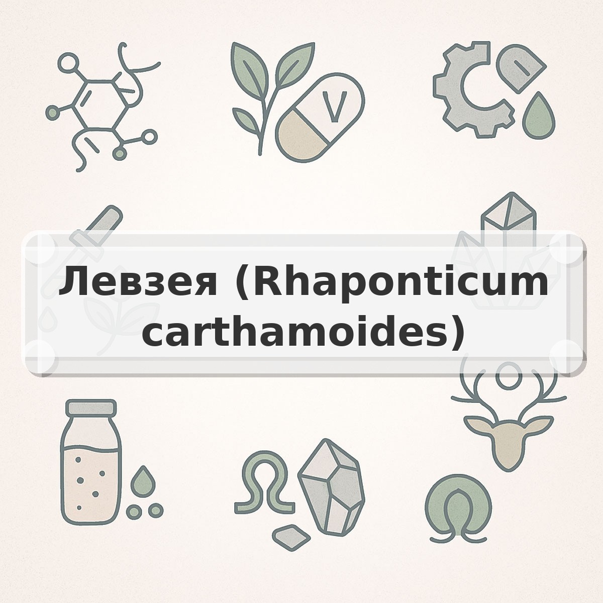Левзея (Rhaponticum carthamoides)