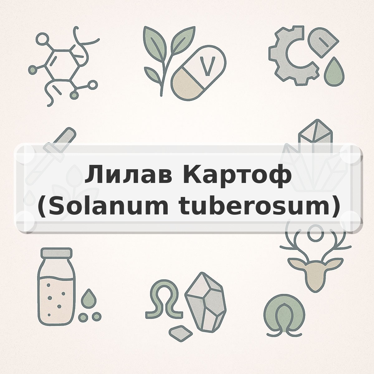 Лилав Картоф (Solanum tuberosum)