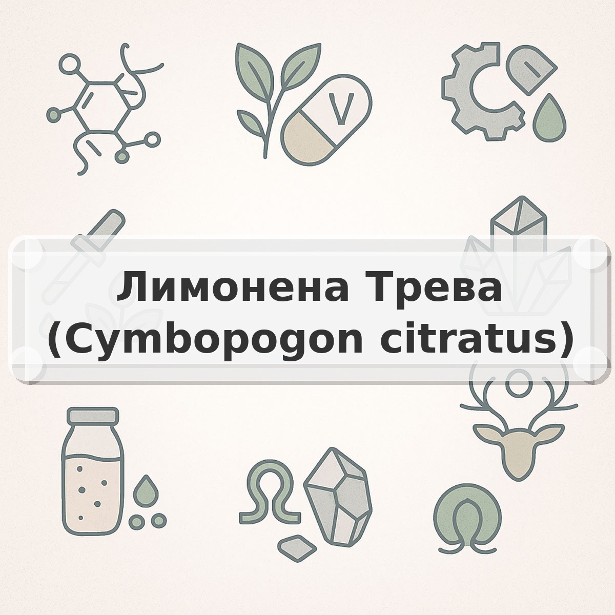 Лимонена Трева (Cymbopogon citratus)