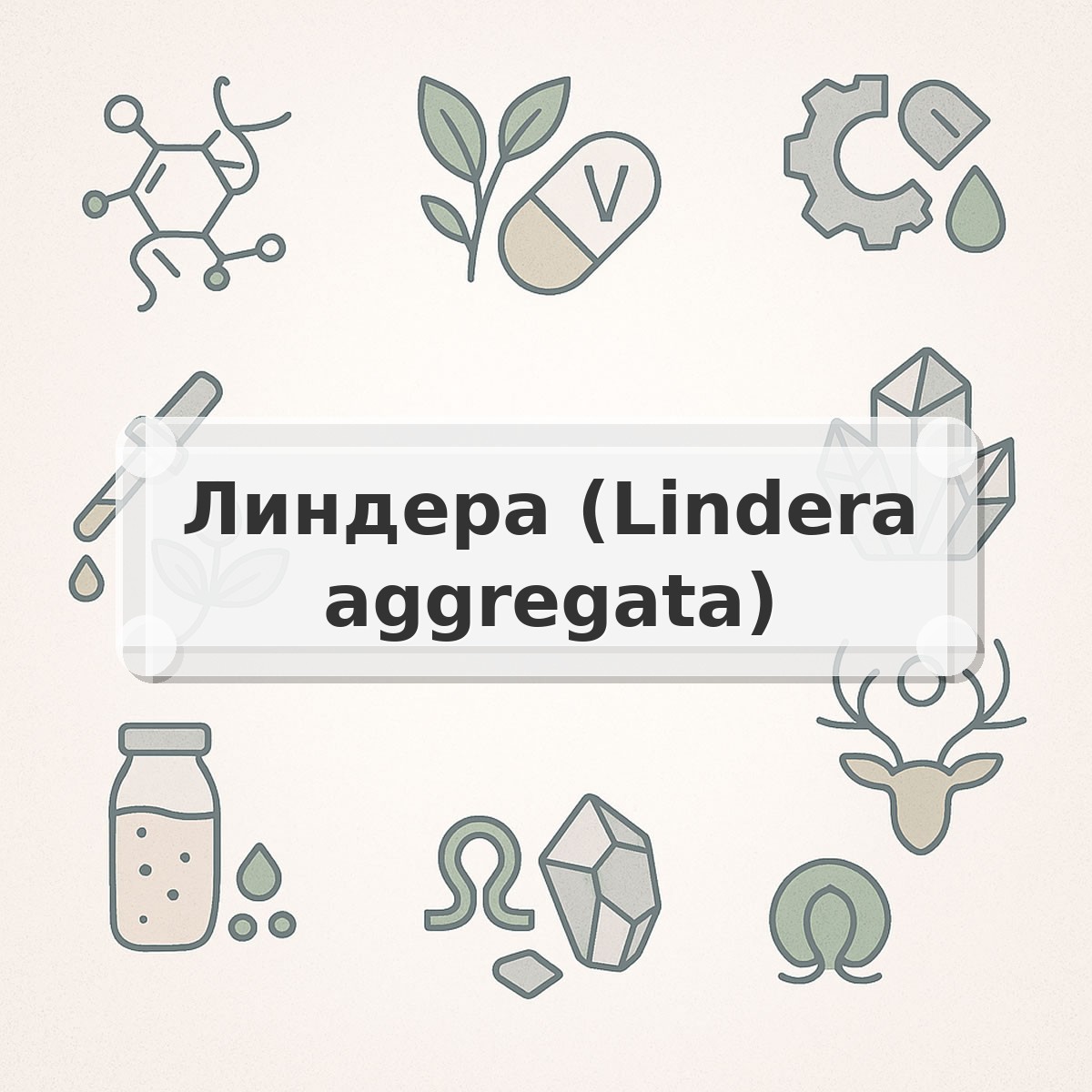 Линдера (Lindera aggregata)