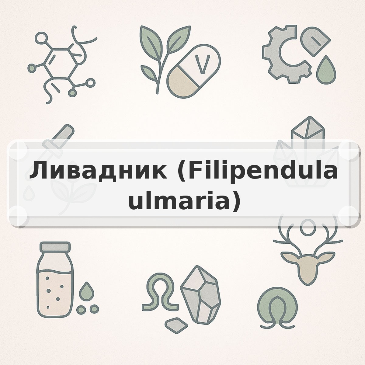 Ливадник (Filipendula ulmaria)