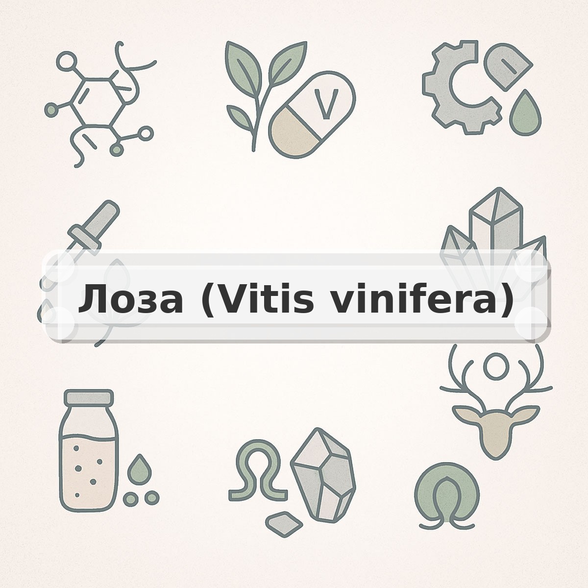 Лоза (Vitis vinifera)
