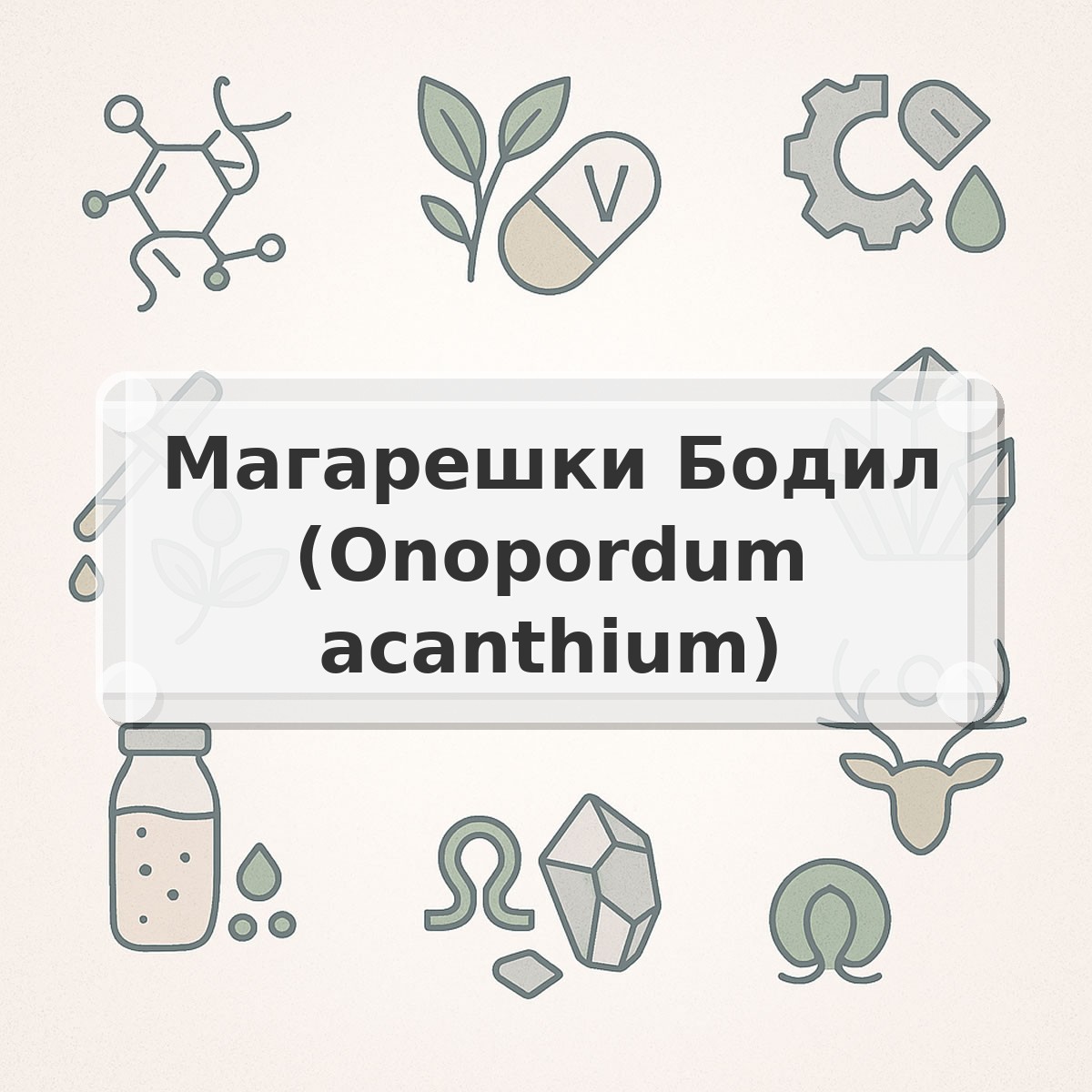 Магарешки Бодил (Onopordum acanthium)